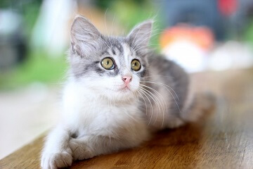 猫咪比较特别的名字