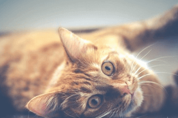 代表好运的猫咪名字