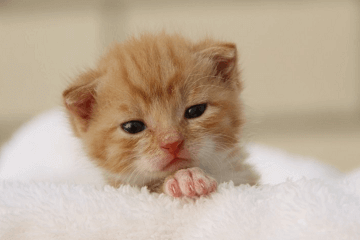 猫猫名字可爱甜甜的大全