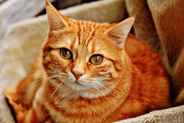 对主人很吉利吉祥的猫咪名字