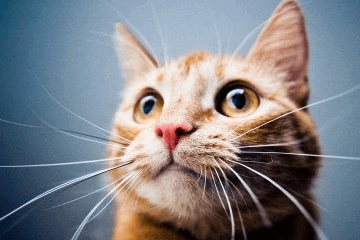 仙气飘飘古风的猫咪名字