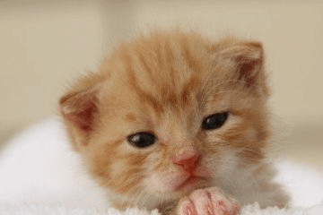 可爱又吉祥的猫咪名字大全