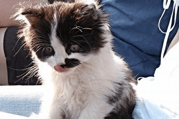 猫咪比较特别的名字