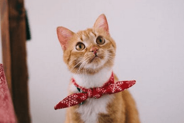 猫名字大全可爱的带财运推荐
