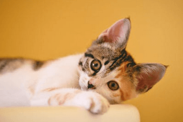 猫咪叫啥名字运气旺黑猫