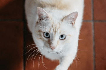 猫猫可爱名字叫什么好听大全