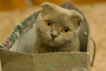 可爱又吉祥的猫咪名字三个字