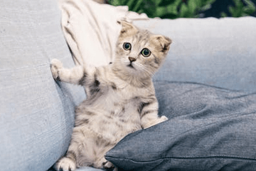 猫咪比较高冷的名字之网友问答