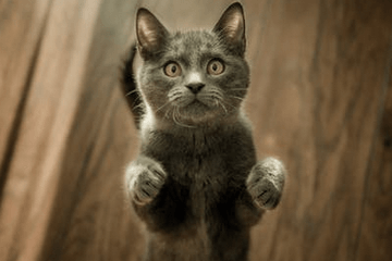 对主人很吉利吉祥的猫咪名字