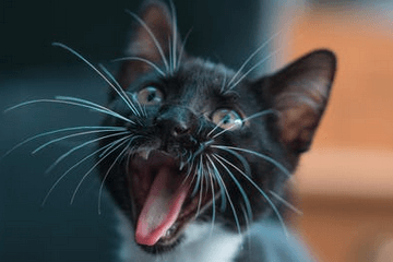 黑猫取什么名字最好听