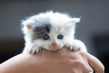 猫名字小众高级感霸气
