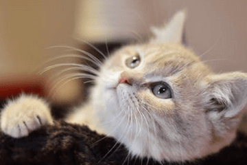 招财又吉利的猫咪英文名字好听