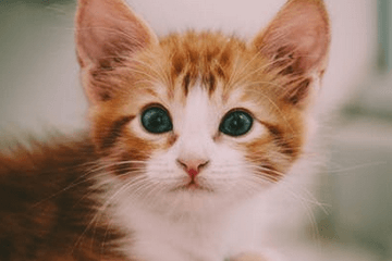 猫名字可爱洋气大全三字