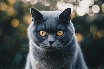 好听的蓝猫公猫名字