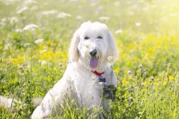 柴犬名字大全 顺口的霸气两个字