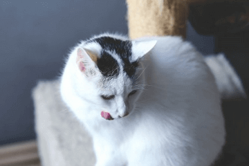诗意古风的猫咪名字大全