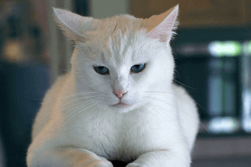 对主人很吉利吉祥的猫咪名字
