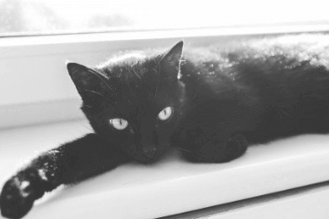 仙气飘飘古风的猫咪名字