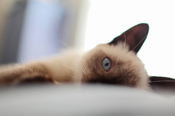 猫的名字女生可爱