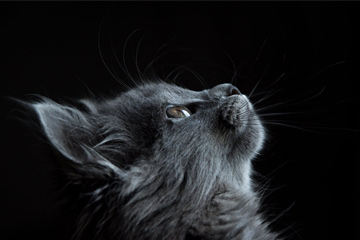 猫咪很萌的名字