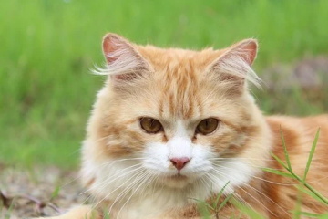 猫猫可爱名字叫什么好听精选