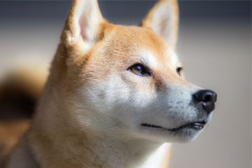 母柴犬的名字叫什么好听
