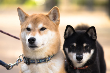 母柴犬的名字叫什么好听