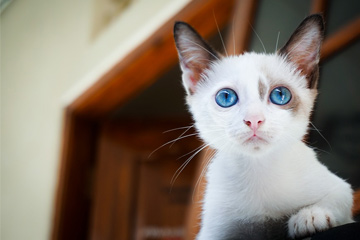 可爱又沙雕的猫咪名字