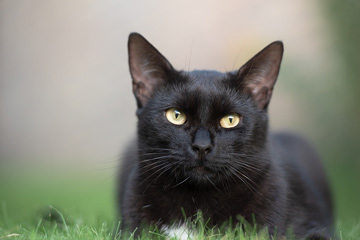 黑猫取什么名字最好听