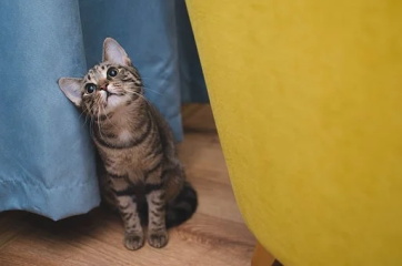黑猫起名带财运的名字大全