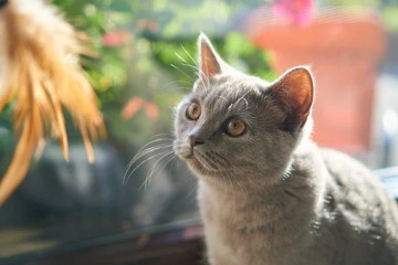  寓意比较好的猫咪名字健康发财推荐