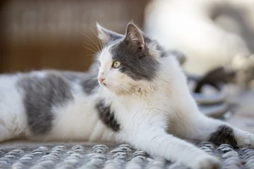 带来好运的女猫咪名字
