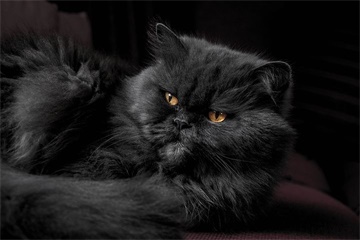 猫取名字带好运的意思