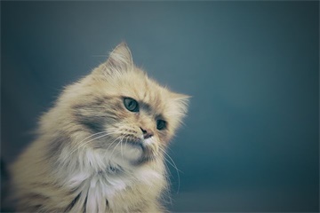 猫取名字带好运的意思