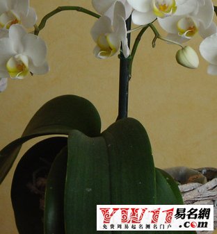兰花