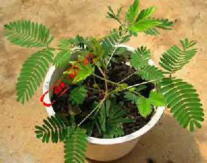含羞草