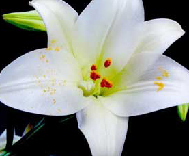百合花
