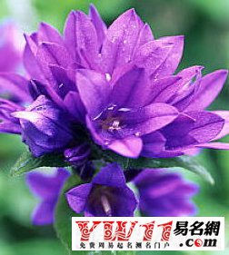 夜来香