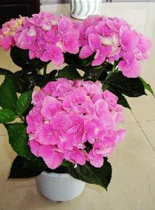洋绣球花