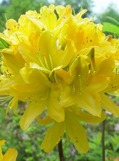 黄花杜鹃