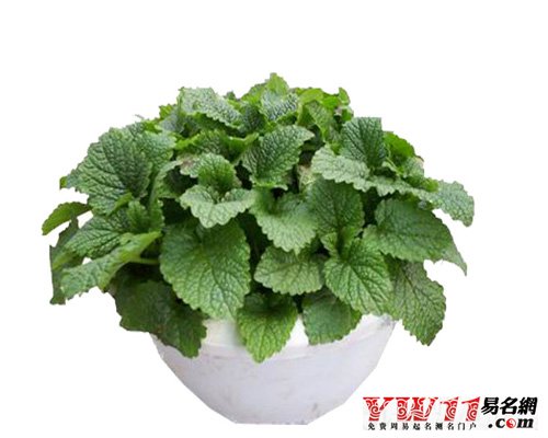 吸毒草