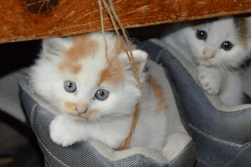 好听可爱的宠物猫咪名字大全