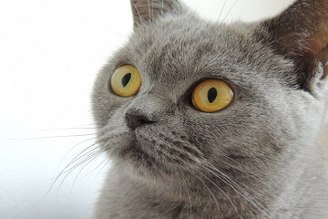 好听可爱的宠物猫咪名字大全