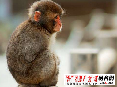 猴年本命年能结婚吗