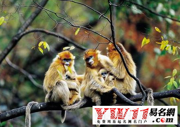 猴年本命年能结婚吗