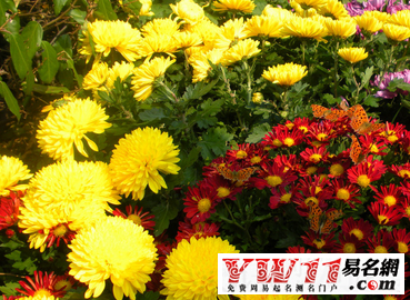 重阳节祝福语