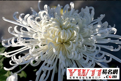 重阳节祝福语