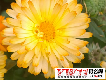 重阳节祝福语