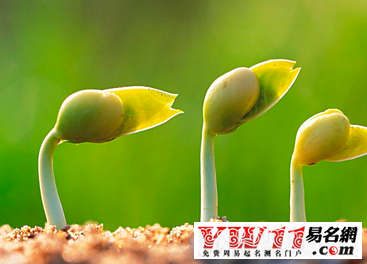 梦见豆芽