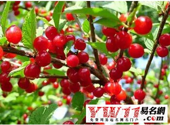 端午节该吃什么水果